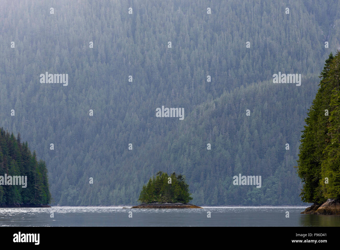 La British Columbia, Canada centrale costa BC, grande orso nella foresta pluviale, Foto Stock