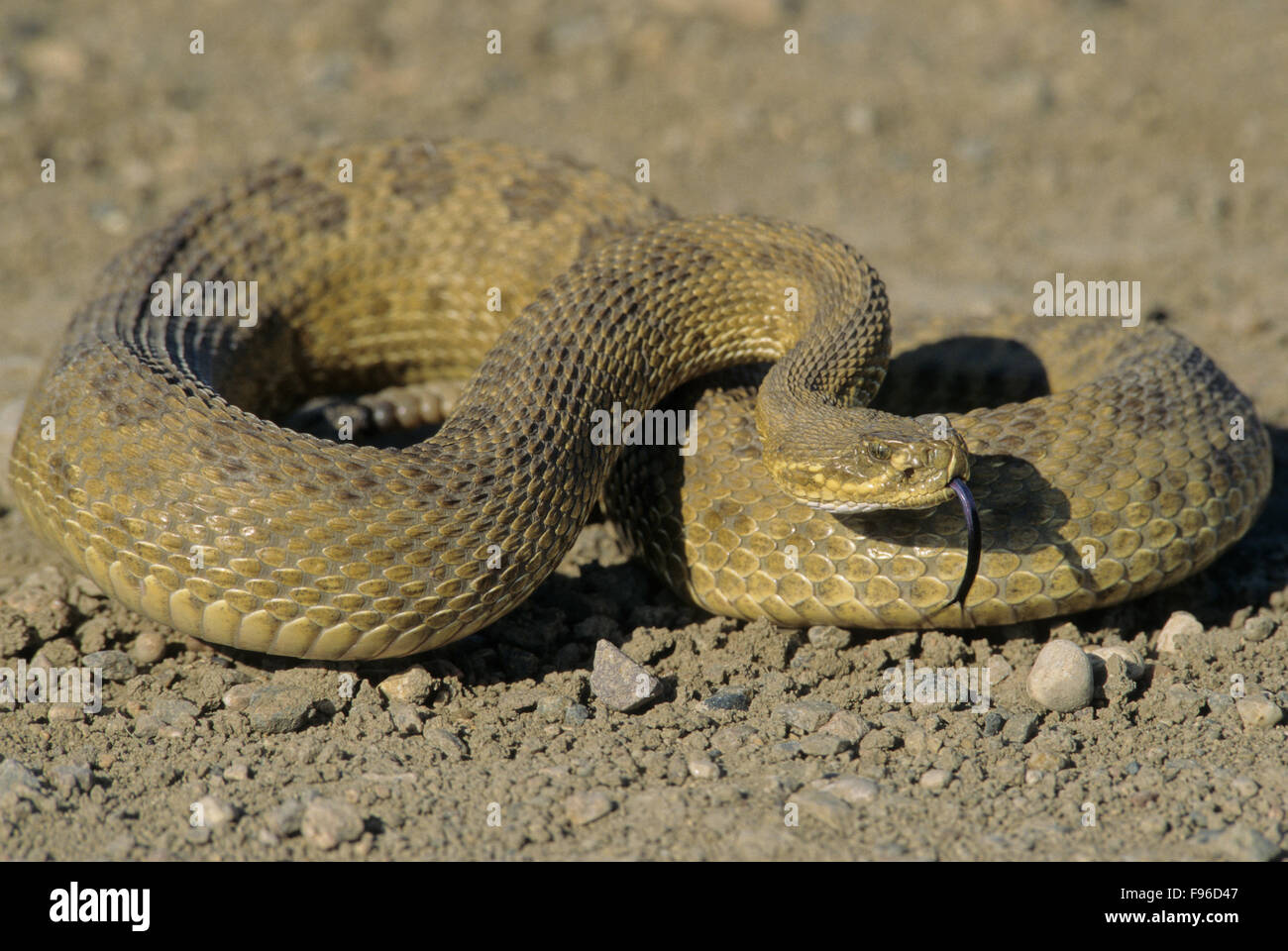 Prairie Rattlesnake (Crotalus viridis) adulto (Western & pianure Rattlesnake) è dotata di un potente veleno per uccidere preda Foto Stock