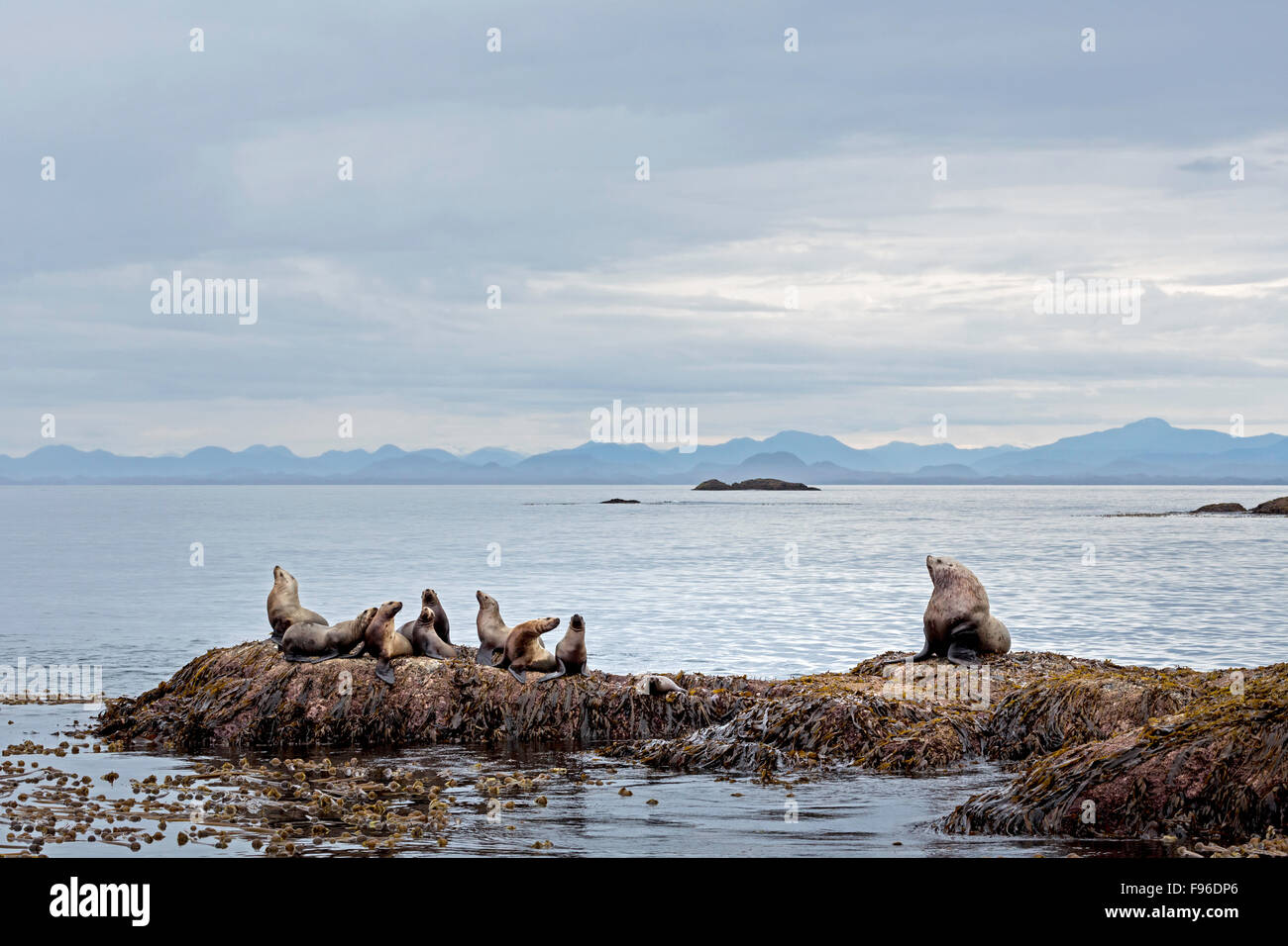 La British Columbia, Canada centrale costa BC, Steller leoni di mare, Eumetopias jubatus, Foto Stock