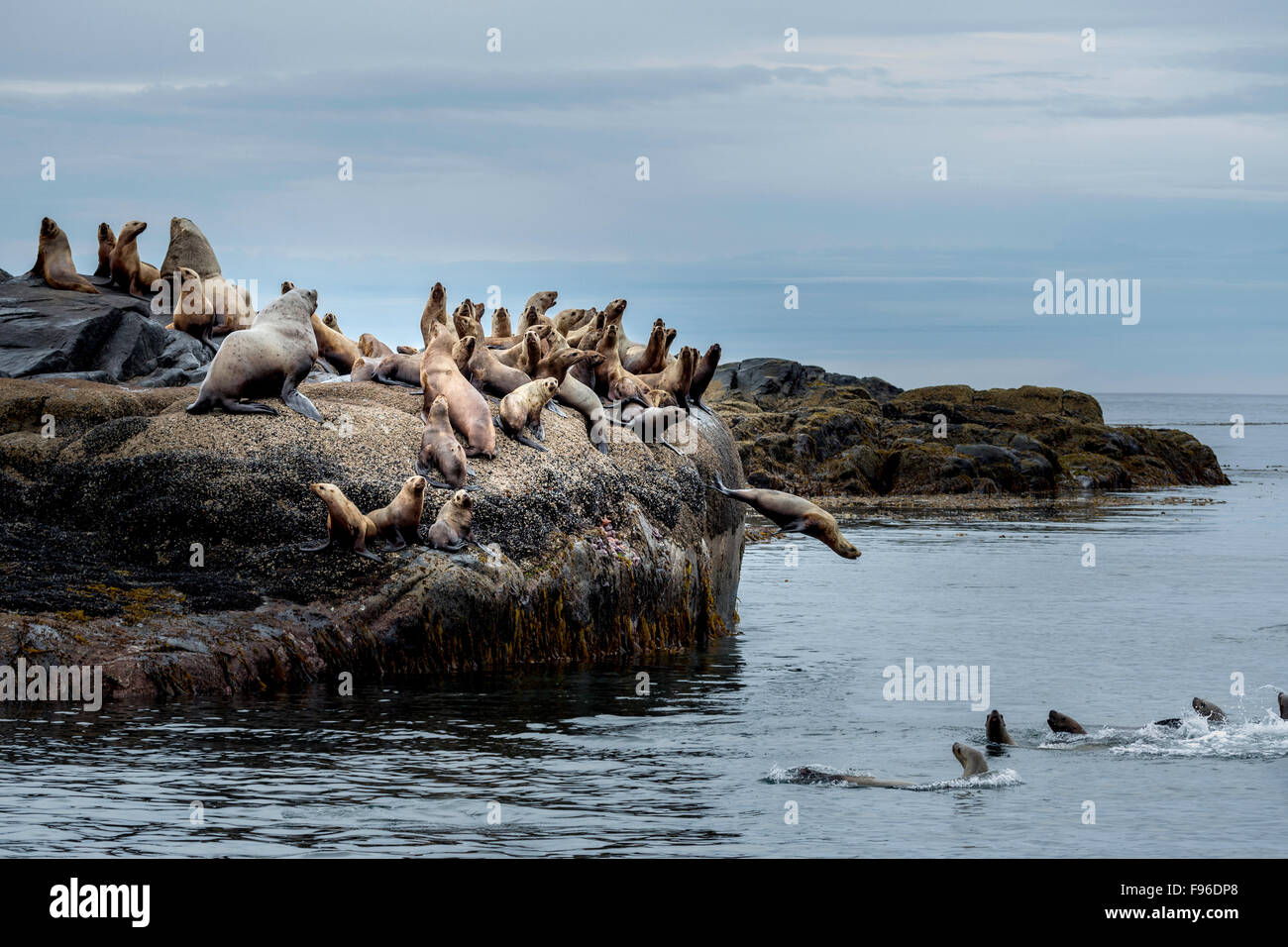 La British Columbia, Canada centrale costa BC, Steller leoni di mare, Eumetopias jubatus, Foto Stock