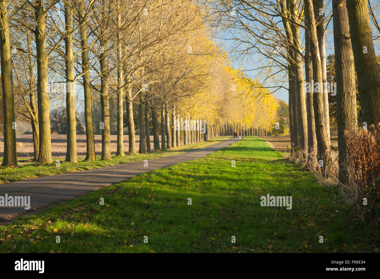 Tall Trees linea un vicolo del paese con un paio di camminare il loro cane nella distanza vicino Cottesbrooke nel Northamptonshire, Inghilterra Foto Stock