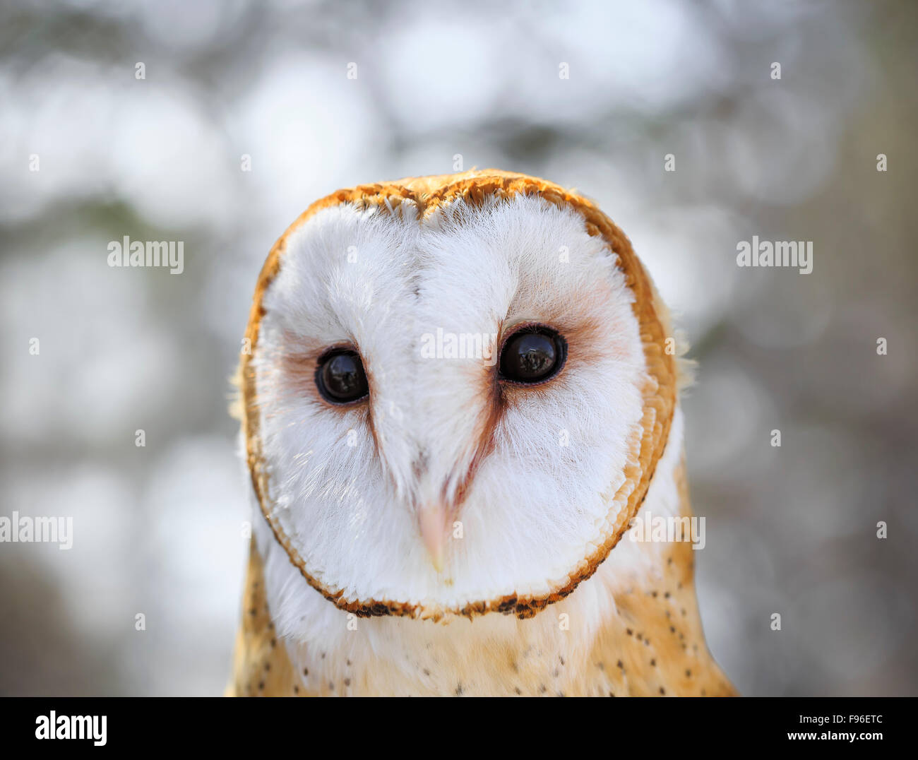 Il barbagianni, Tyto alba, captive, Fort Whyte, Manitoba, Canada Foto Stock