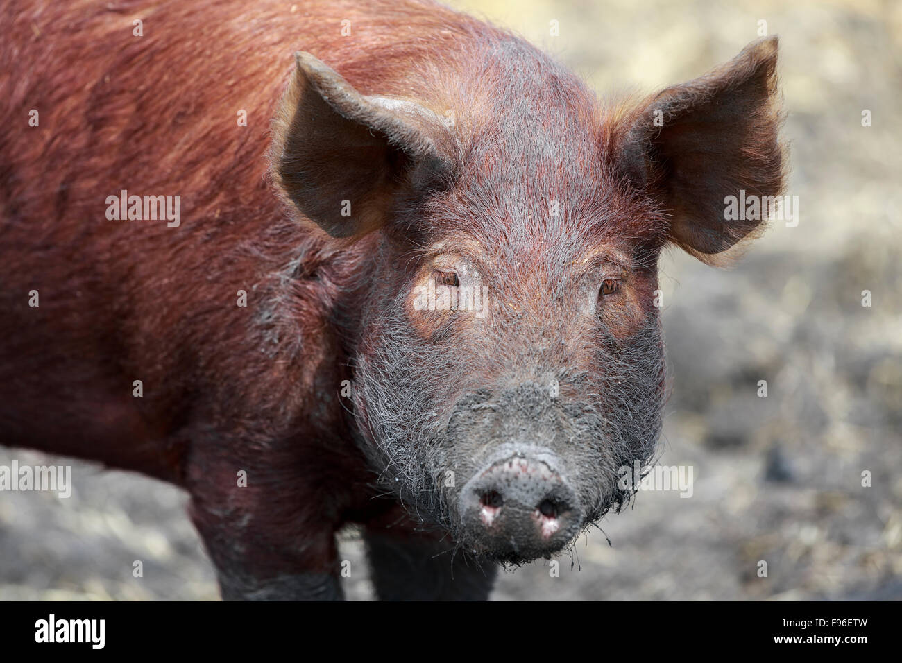 Tamworth Pig camminando nel fango, Fort Whyte, Manitoba, Canada Foto Stock