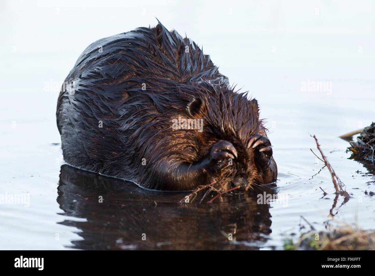 Castoro, Castor canadensis, Elk Island National Park, Alberta, Canada Foto Stock