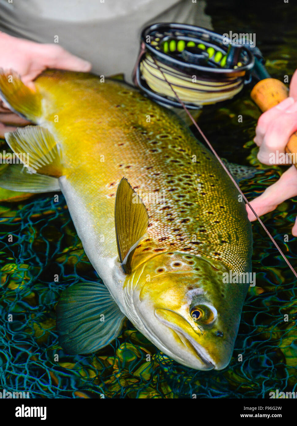 Pescatore in possesso di una trota marrone in Nuova Zelanda Foto Stock
