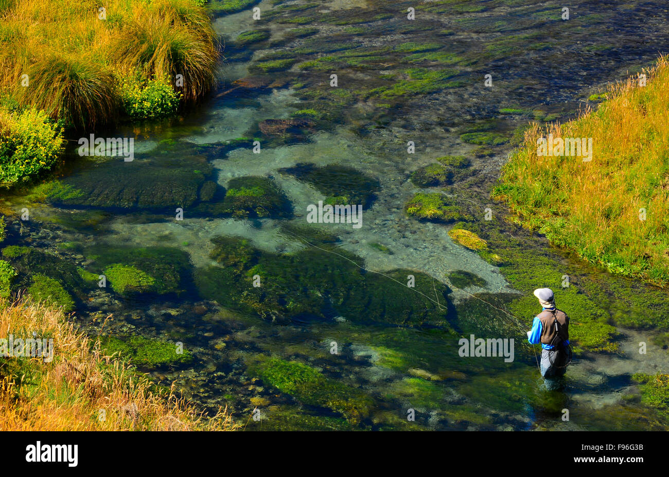 Uomo di pesca a mosca nel fiume in Nuova Zelanda, Spring Creek Foto Stock