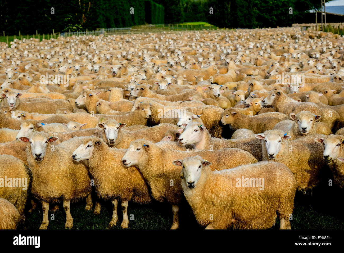 Grande allevamento di ovini nelle zone rurali di Nuova Zelanda Foto Stock