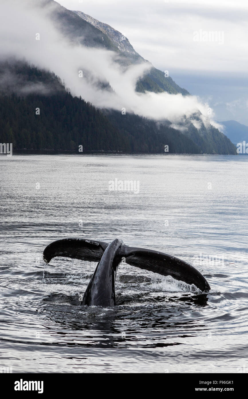 La British Columbia, Canada, Humpback Whale, Megaptera novaeangliae, costa centrale, Foto Stock