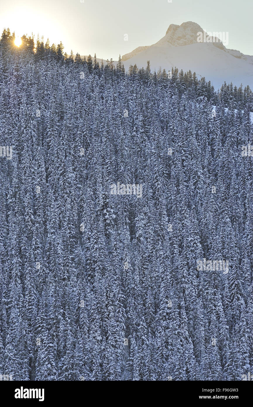 Un tardo pomeriggio paesaggio verticale immagine del sole sprofonda dietro una foresta di coperta di neve abete rosso sul fianco di una collina vicino Foto Stock