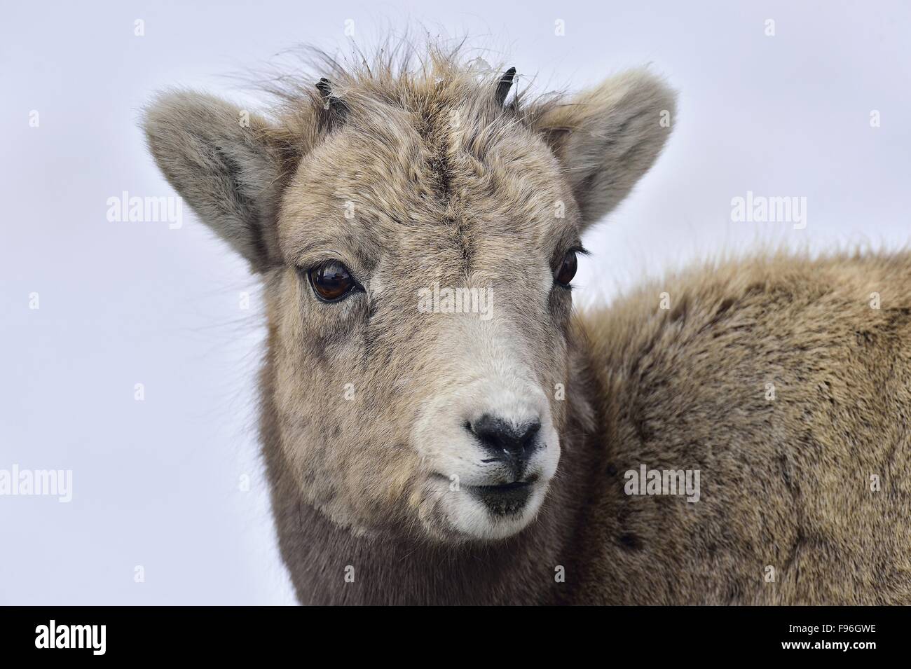 Un close up ritratto animale di un bambino Bighorn, Ovis canadensis, ai piedi delle montagne rocciose di Alberta in Canada. Foto Stock