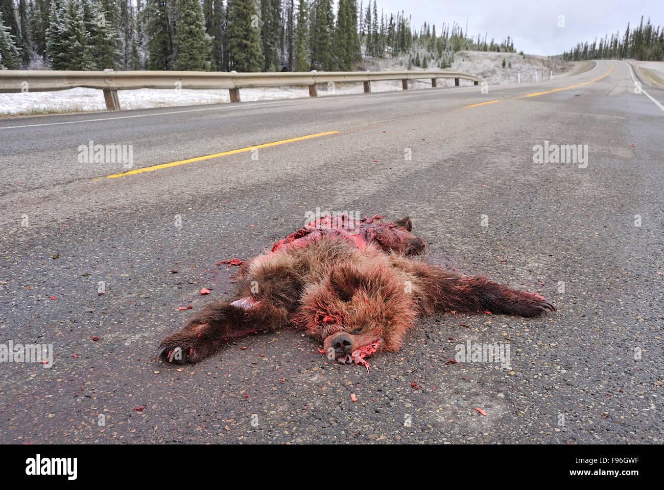 Morto un orso grizzly, Ursus arctos; posa su due corsie dopo essere stati da eseguire su un veicolo nel nord di Alberta, Canada Foto Stock