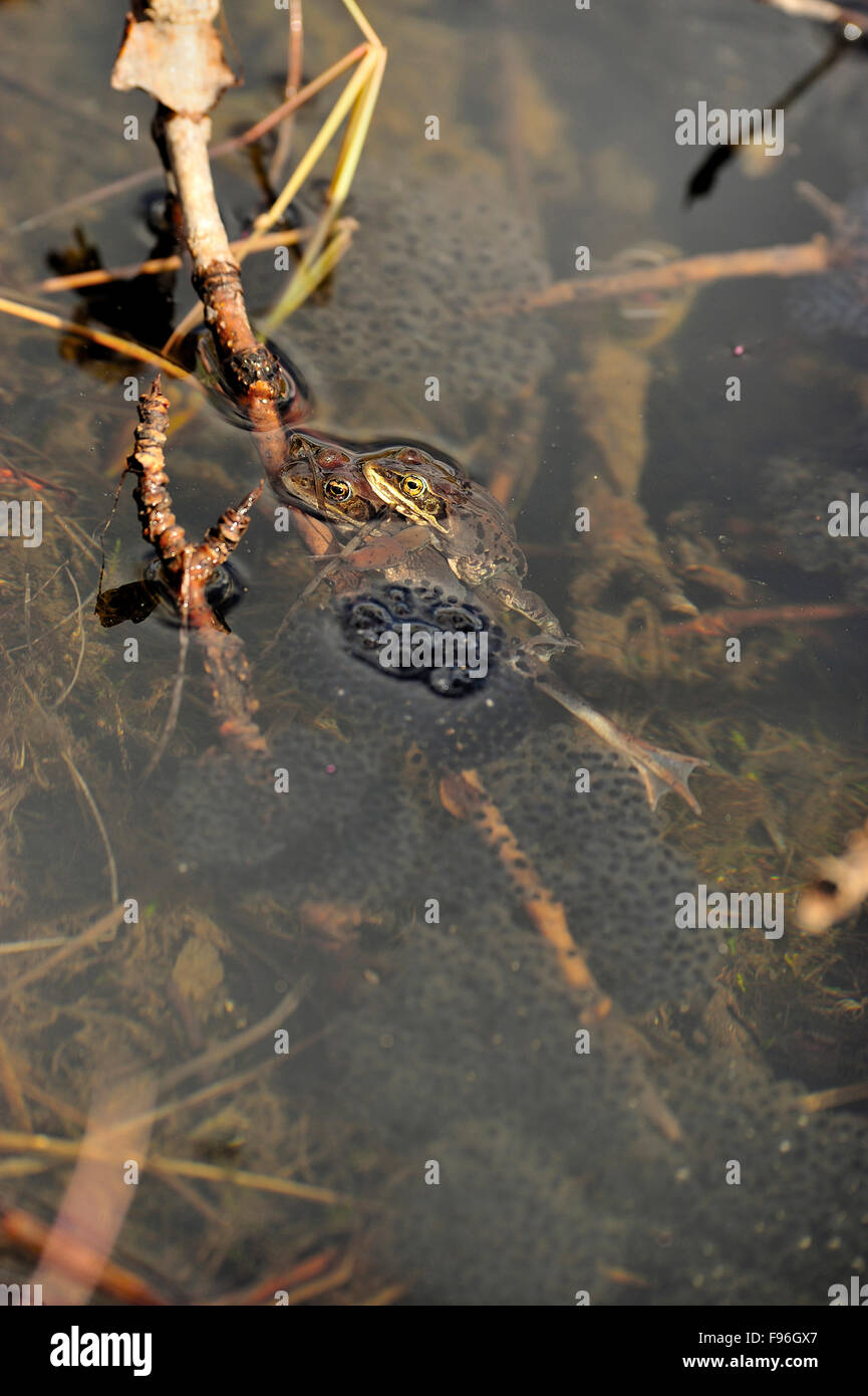 Un'immagine verticale di due wild wood rane, Lithobates sylvaticus, la deposizione delle uova in una tranquilla piscina poco profonda di acqua fresca vicino a Hinton Foto Stock