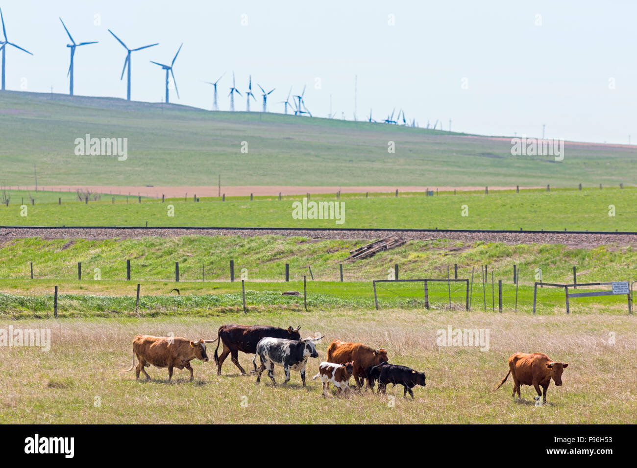 Il pascolo di bestiame, Lundbreck, Cowboy Trail, Alberta, Canada Foto Stock