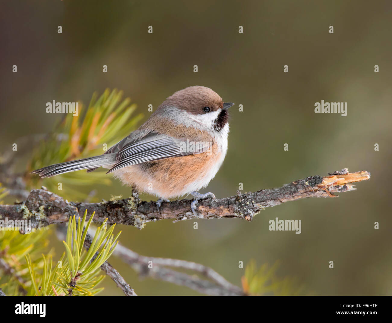 Luisa boreale, Poecile hudsonicus, appollaiato su un ramo di abete rosso, a restringere le colline del Parco Provinciale, Saskatchewan, Canada Foto Stock