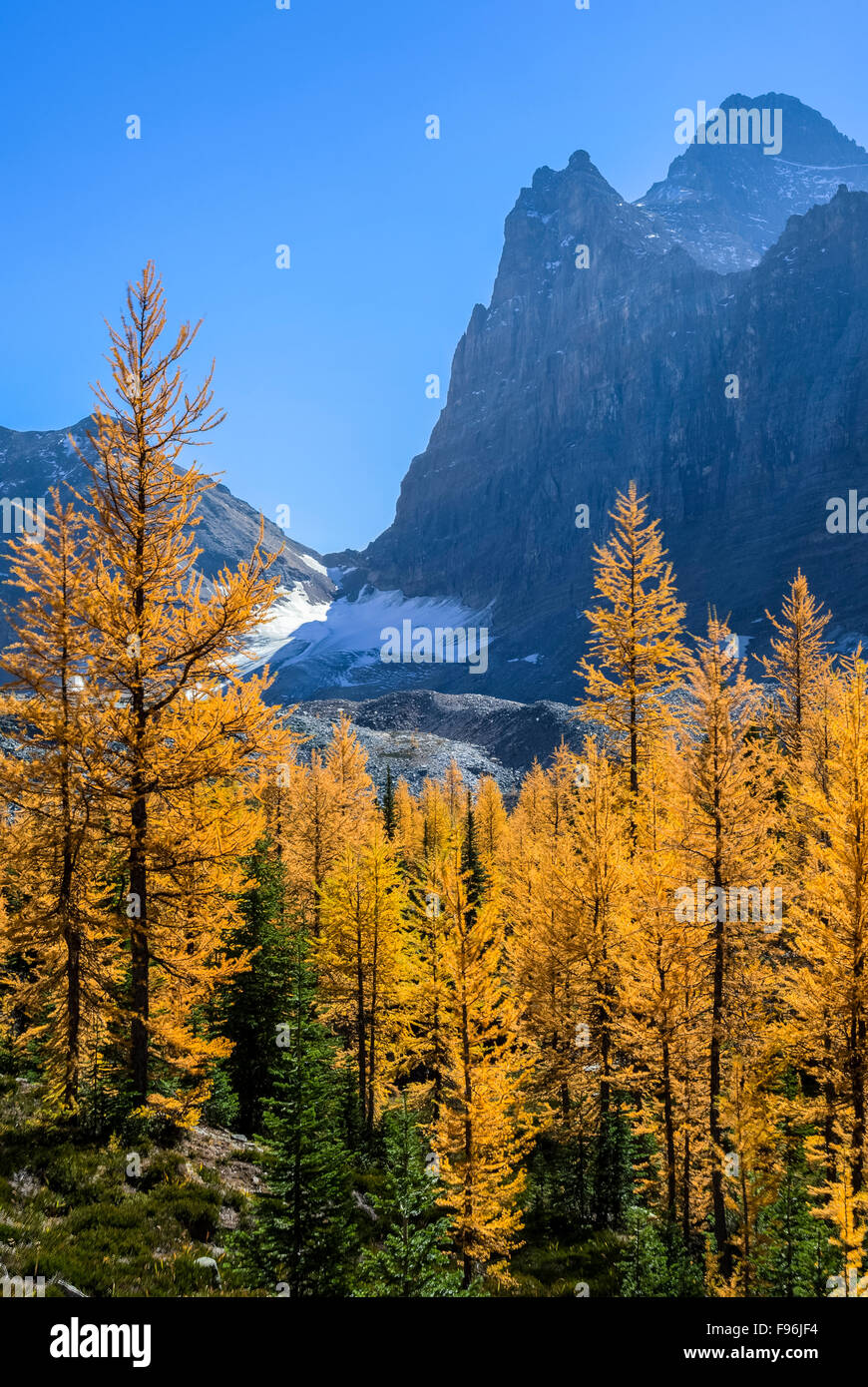 Larice alpino ( Larix lyallii) visualizzare la loro caduta di colore a lago O'Hara nel Parco Nazionale di Yoho, British Columbia, Canada. Foto Stock