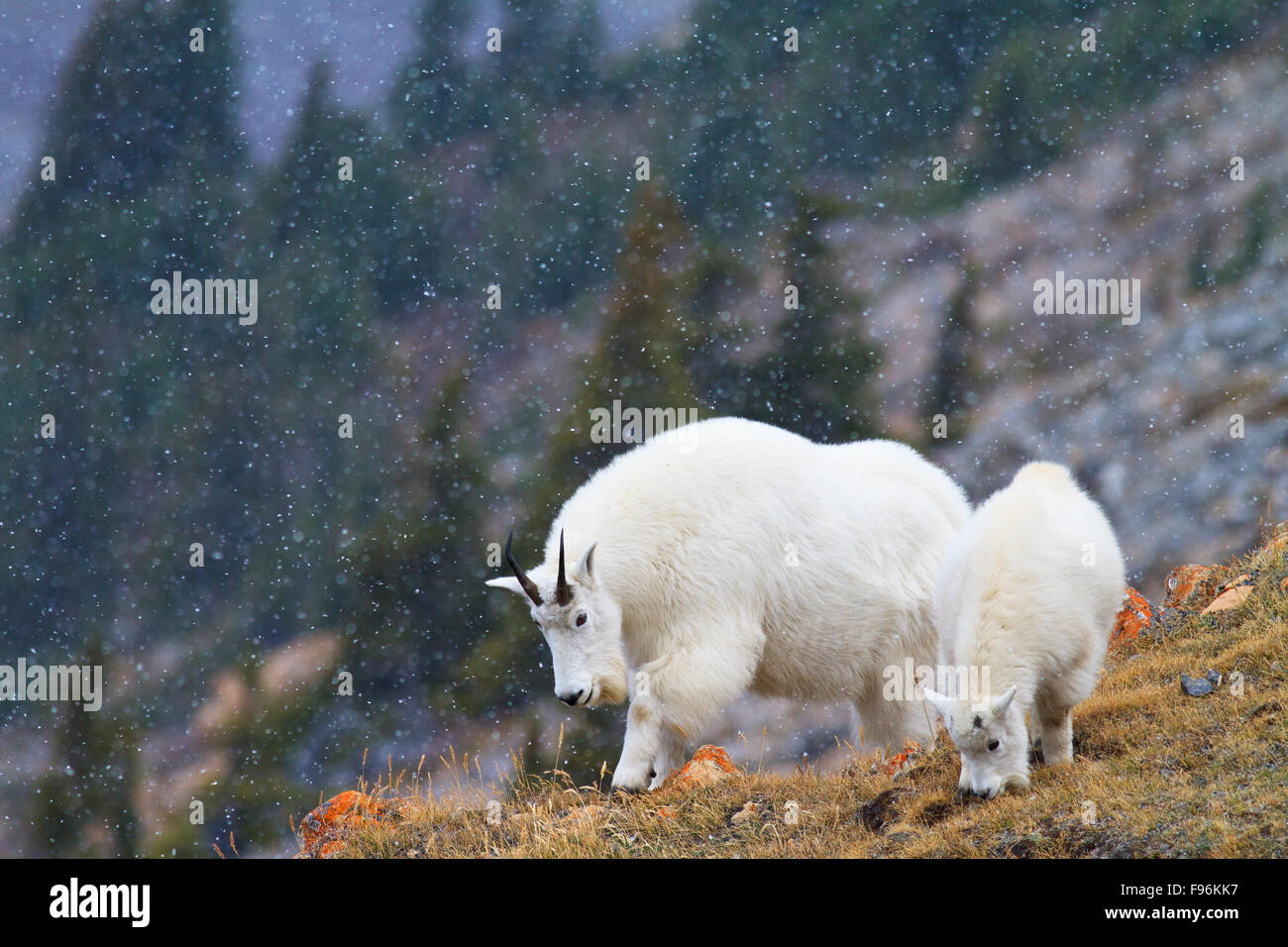 Capre di montagna (Oreamnos americanus), nanny e kid, rovistando su un pendio di montagna in una nevicata, Montagne Rocciose Canadesi Foto Stock