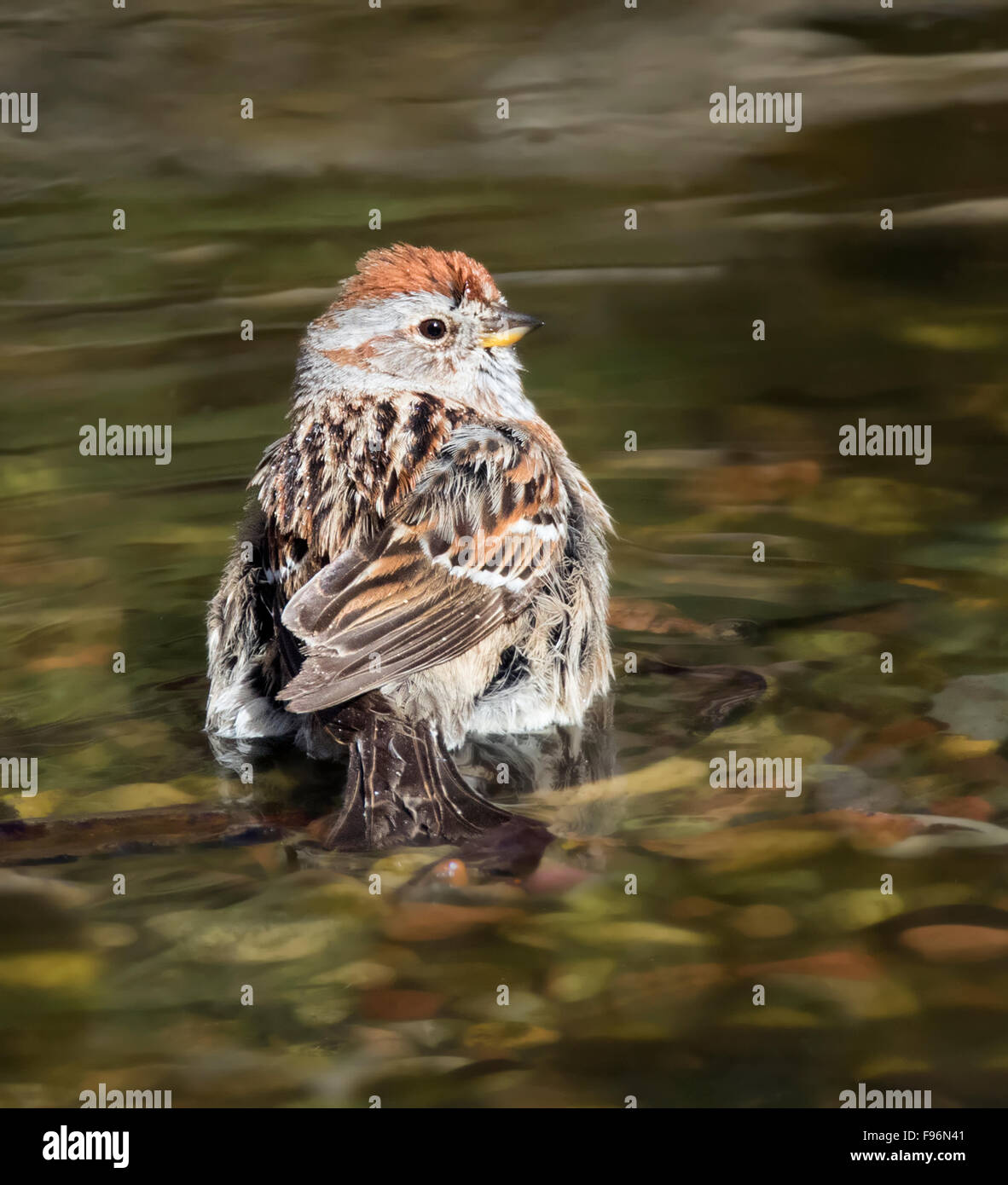 American tree Sparrow, Spizella arborea, balneazione in un cortile pond di Saskatoon, Canada Foto Stock