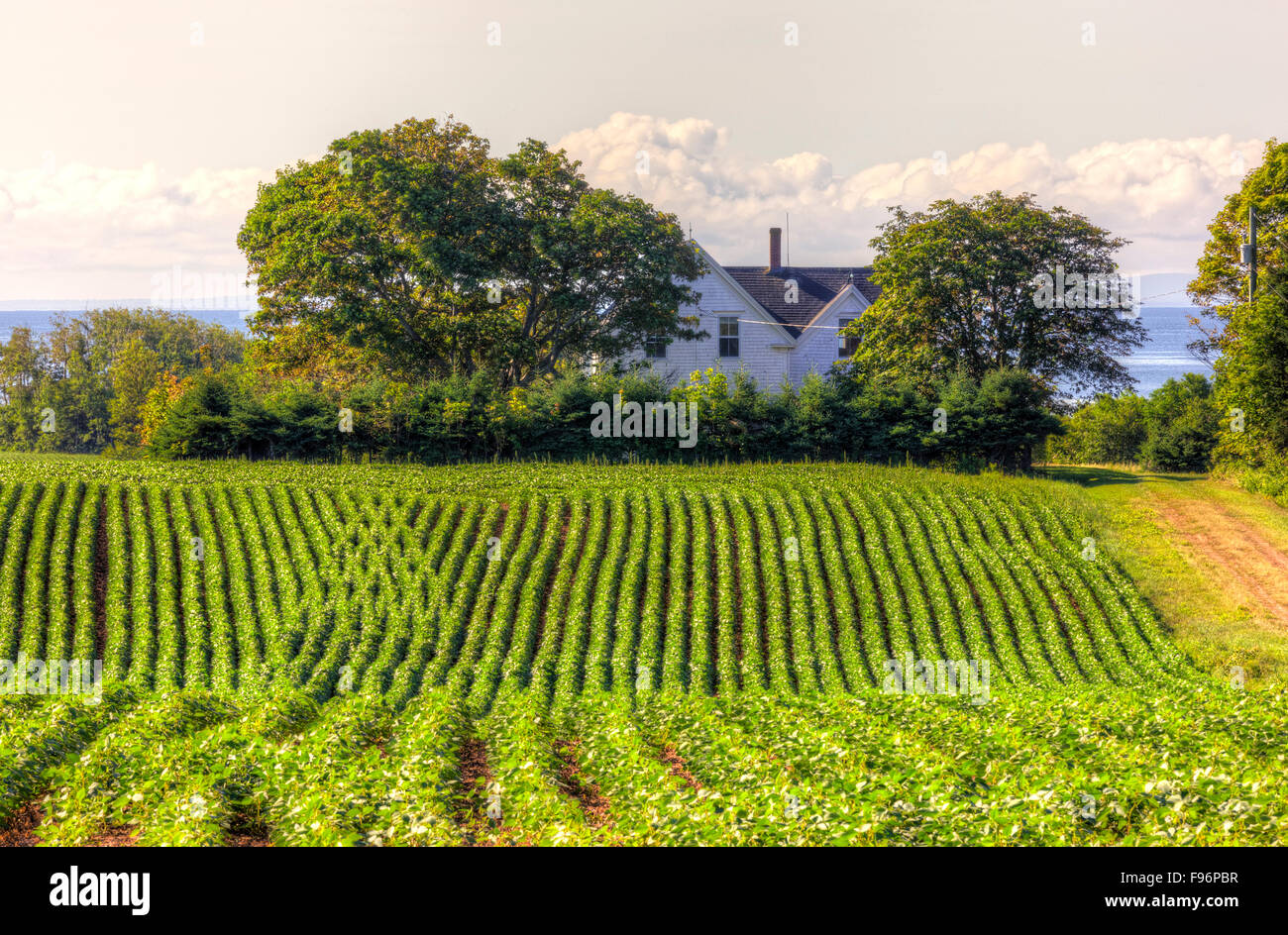 Campo Potatoe e agriturismo, punto Prim, Prince Edward Island, Canada Foto Stock