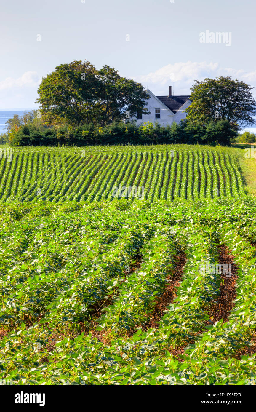 Campo Potatoe e agriturismo, punto Prim, Prince Edward Island, Canada Foto Stock