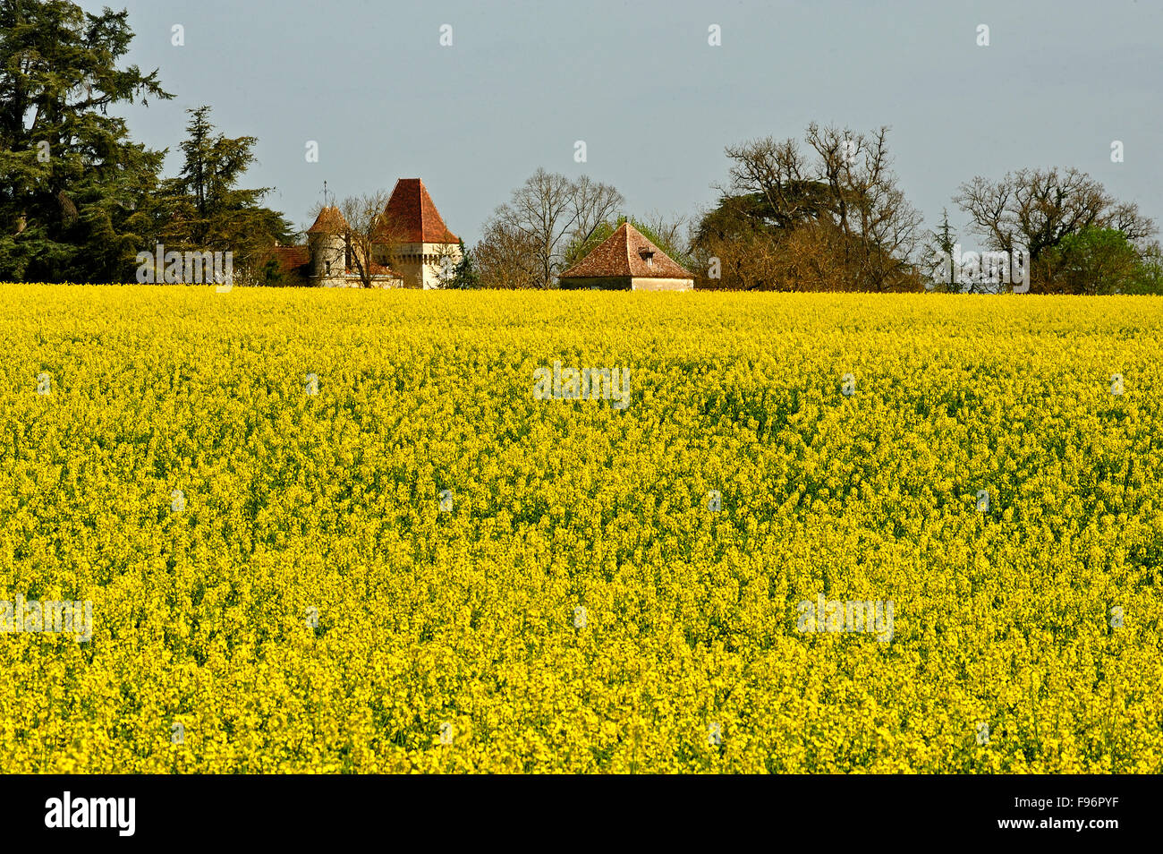 I semi di colza e di ravizzone, Brassica napus, campo LotetGaronne Reparto, Aquitaine, Francia Foto Stock