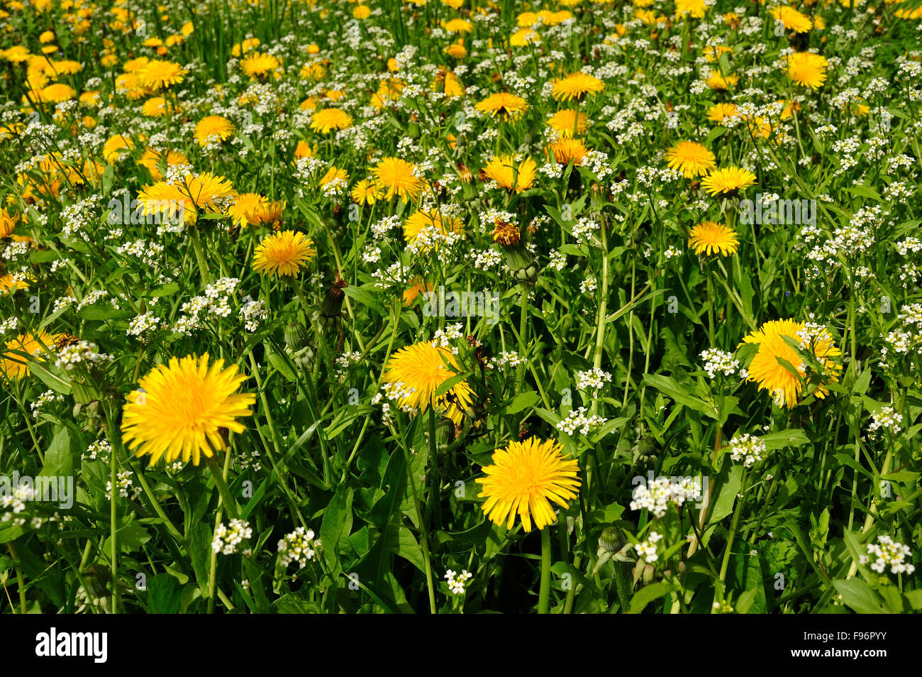 Tarassaco e margherite in un campo erboso, Rocamadour, lotto Reparto, Aquitaine, Francia Foto Stock