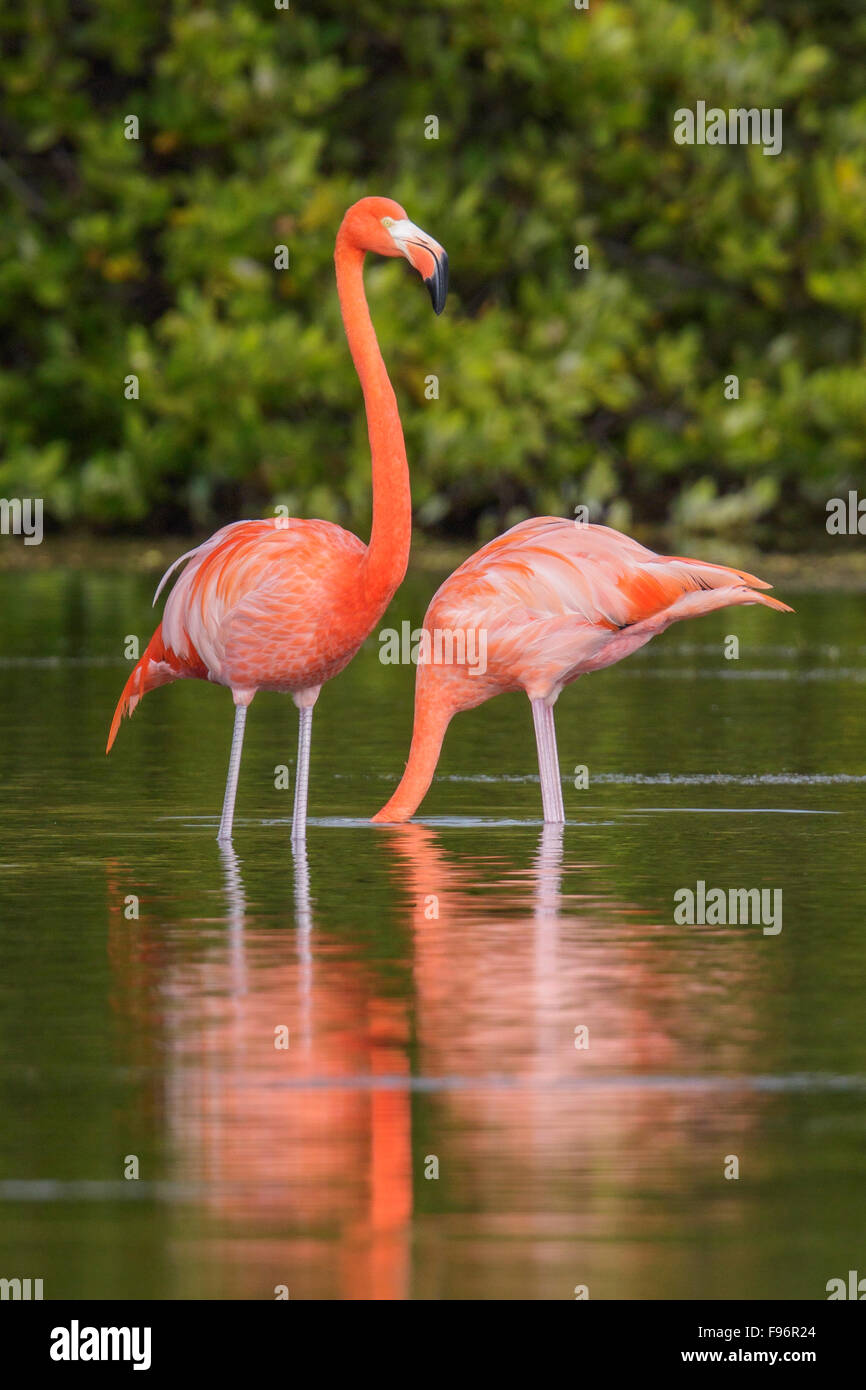 American flamingo (Phoenicopterus ruber) alimentazione in una laguna a Cuba. Foto Stock