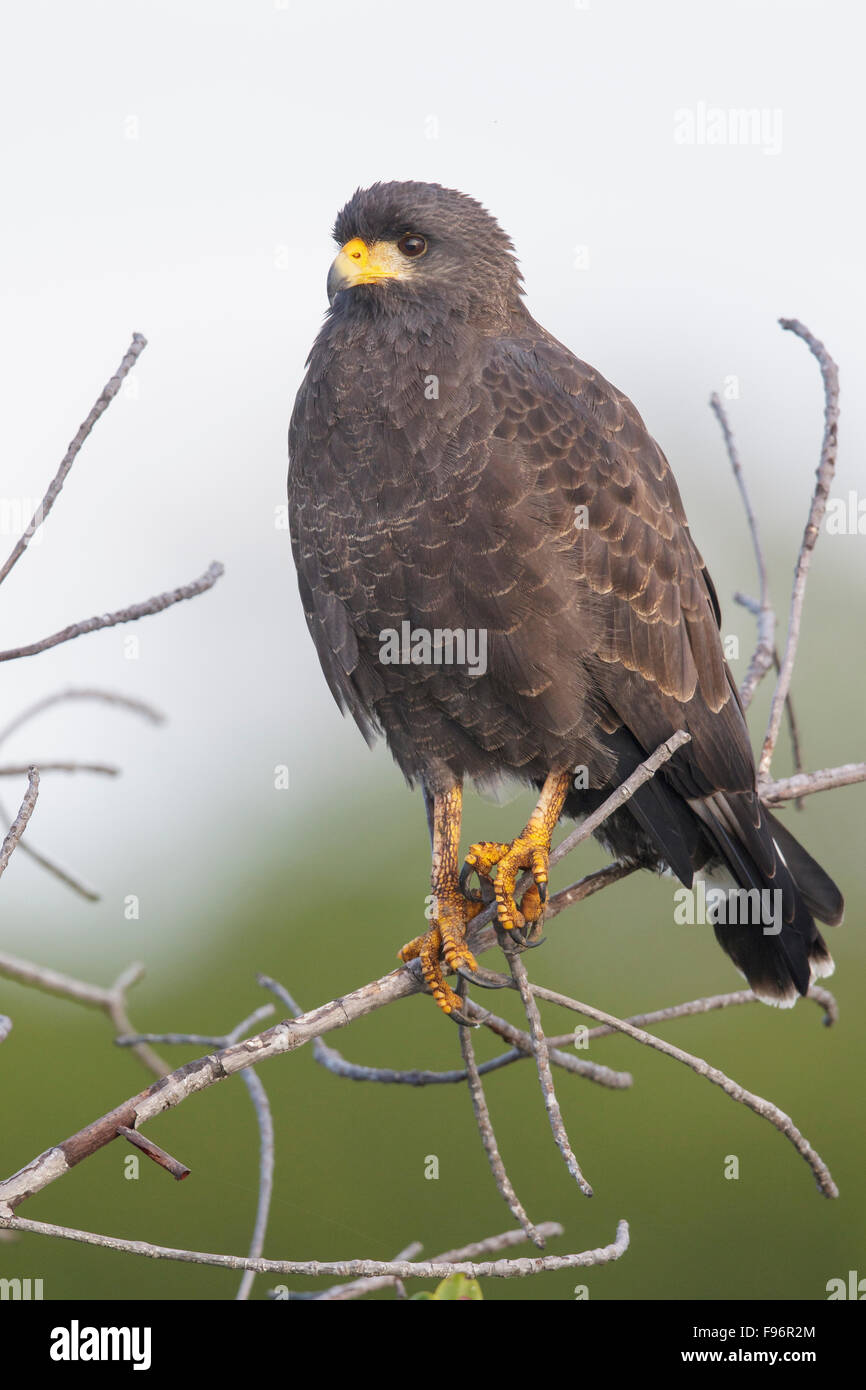 Cuban Black Hawk (Buteogallus gundlachii) appollaiato su un ramo in Cuba. Foto Stock