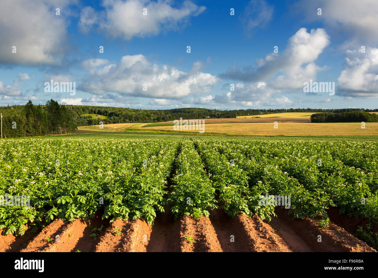 Campo Potatoe in Bloom, North Wiltshire, Prince Edward Island, Canada Foto Stock