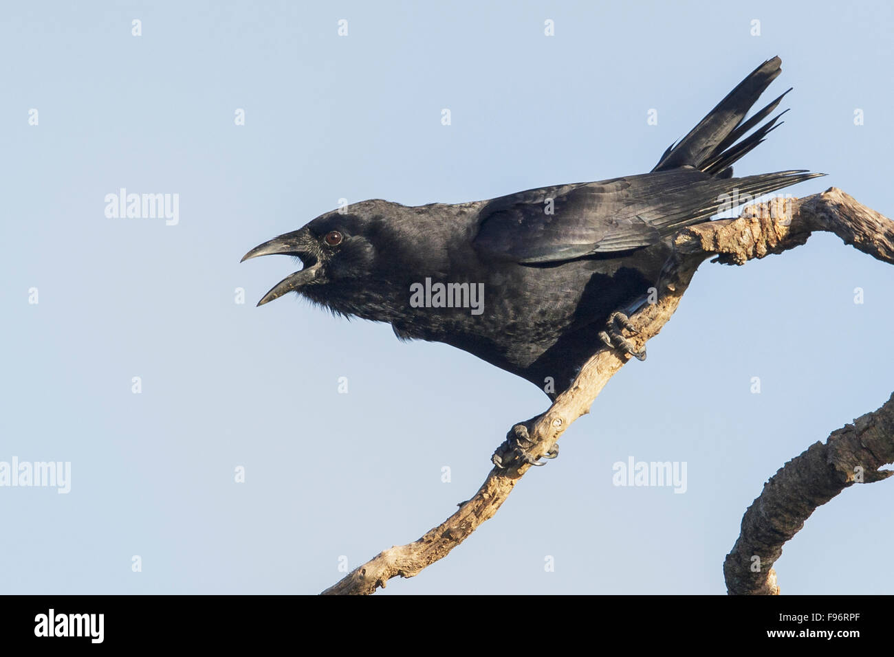 Palm cubano Crow (Corvus minutus) appollaiato su un ramo in Cuba. Foto Stock