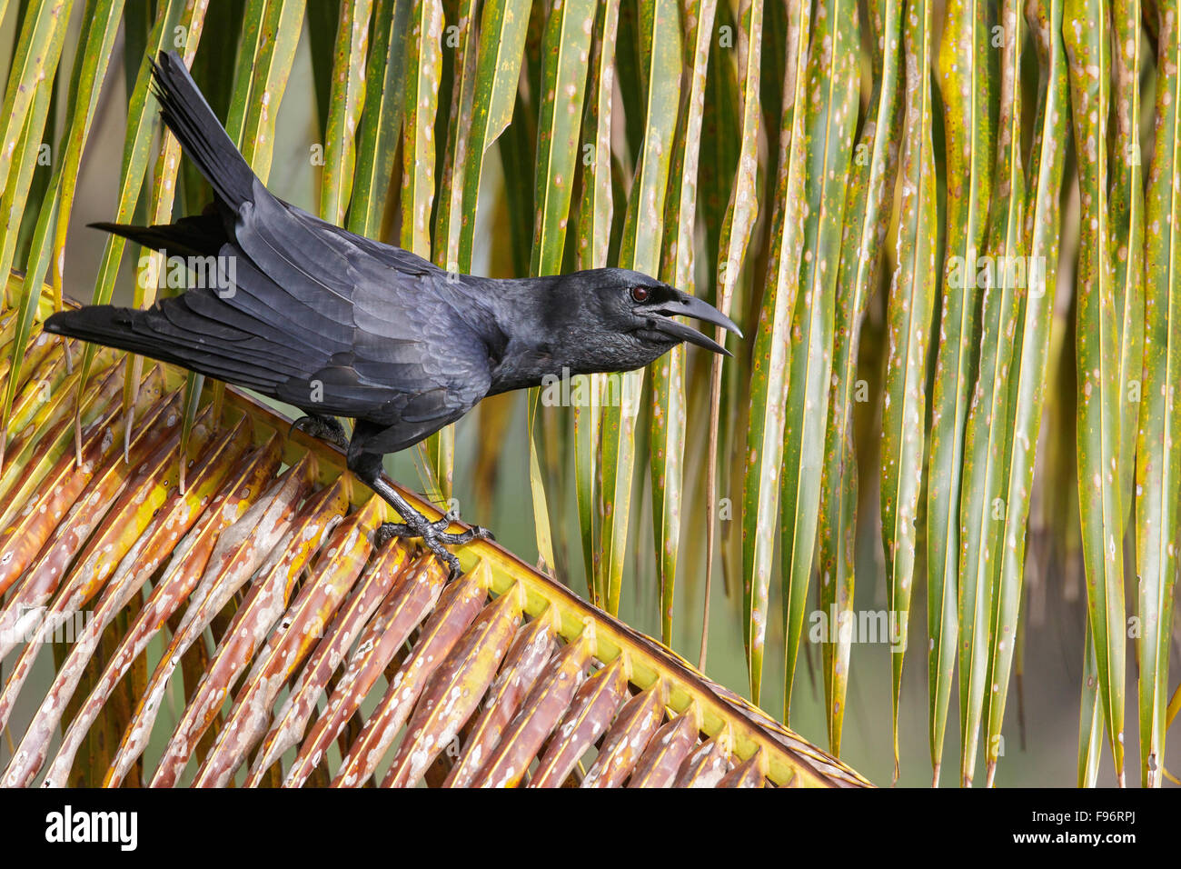 Corvo cubano (Corvus nasicus) appollaiato su un ramo in Cuba. Foto Stock