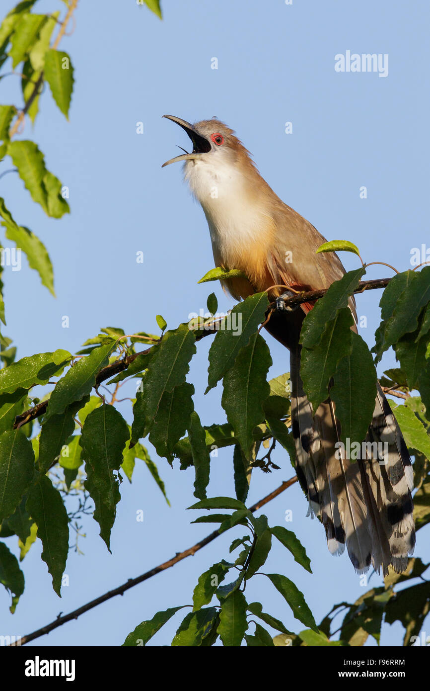 Grande cuculo lucertola (Coccyzus merlini) appollaiato su un ramo in Cuba. Foto Stock