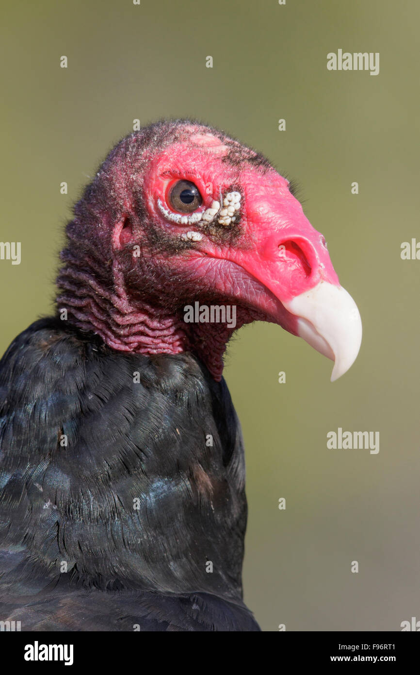 La Turchia Vulture (Cathartes aura) appollaiato su un ramo in Cuba. Foto Stock
