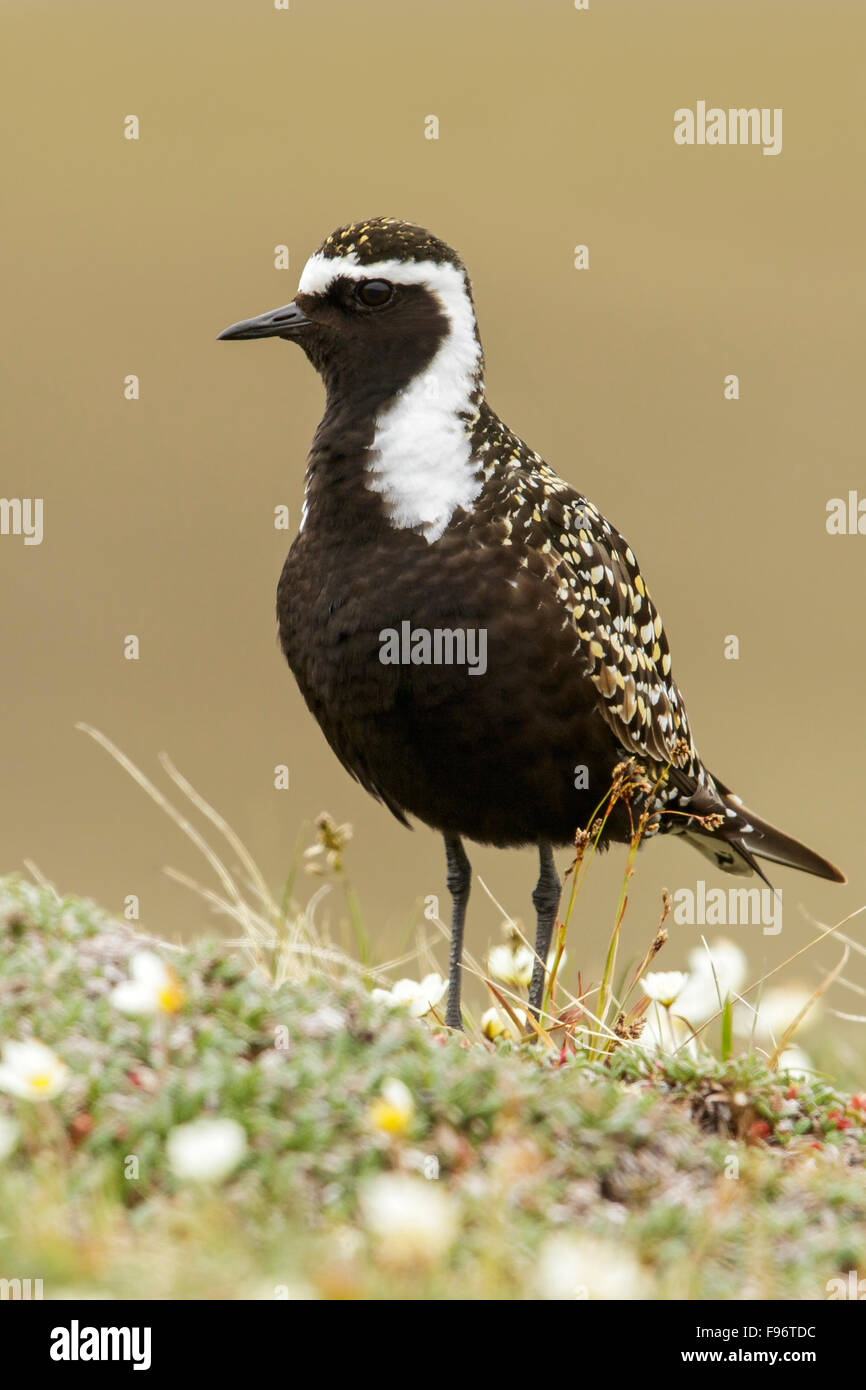 American GoldenPlover (Pluvialis dominica) appollaiato sulla tundra in Nome, Alaska. Foto Stock