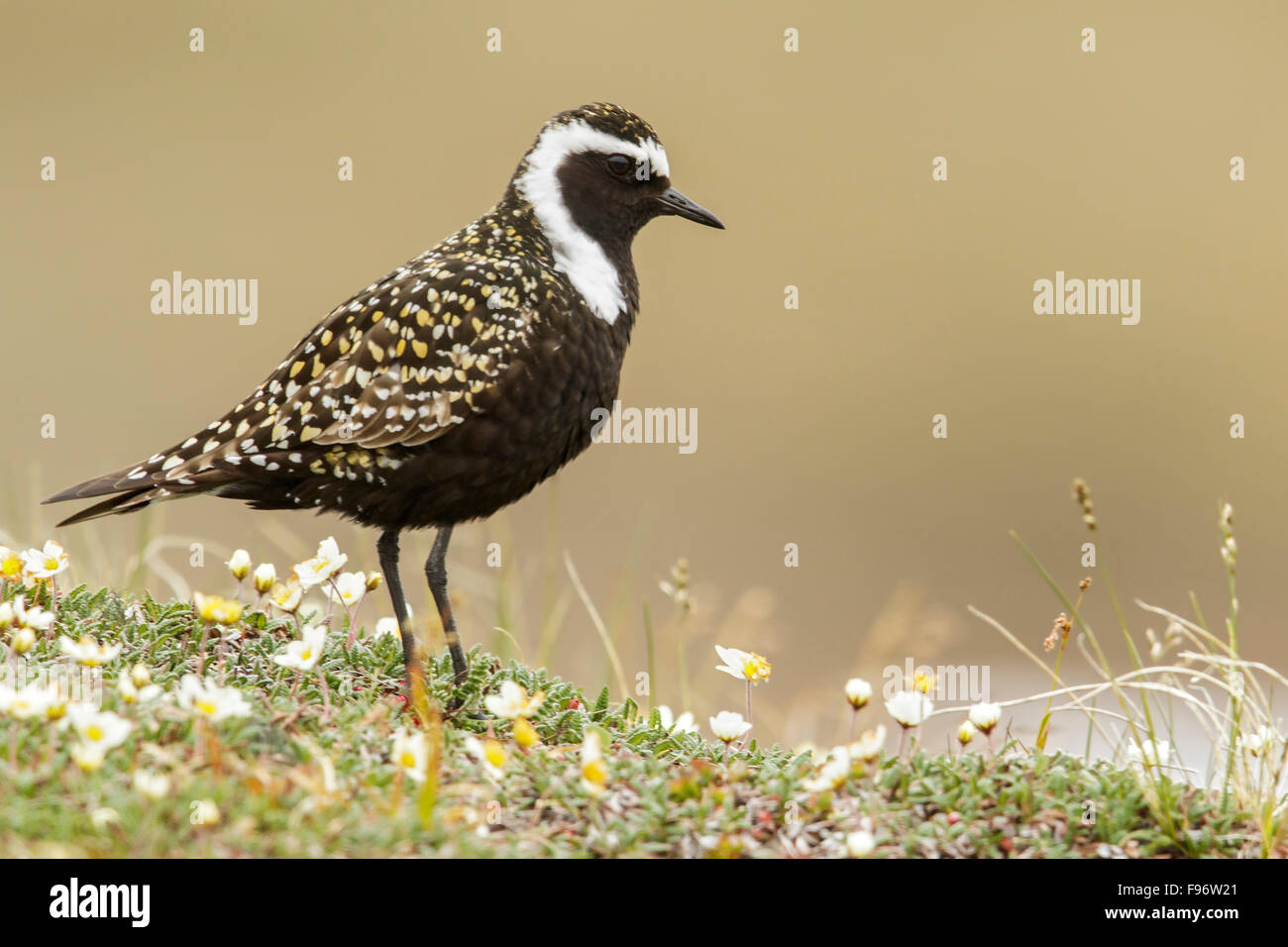 American GoldenPlover (Pluvialis dominica) appollaiato sulla tundra in Nome, Alaska. Foto Stock