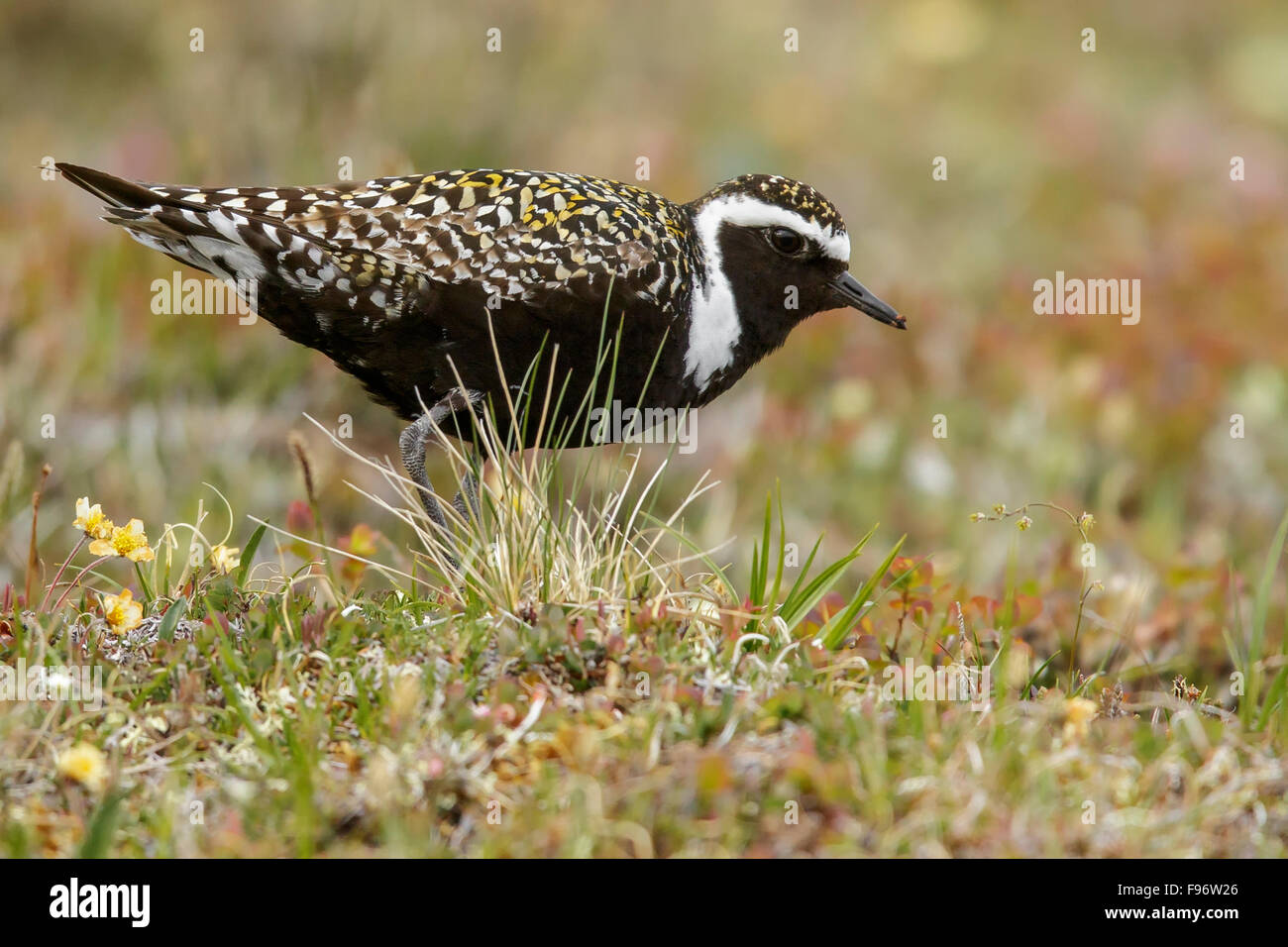 American GoldenPlover (Pluvialis dominica) appollaiato sulla tundra in Nome, Alaska. Foto Stock