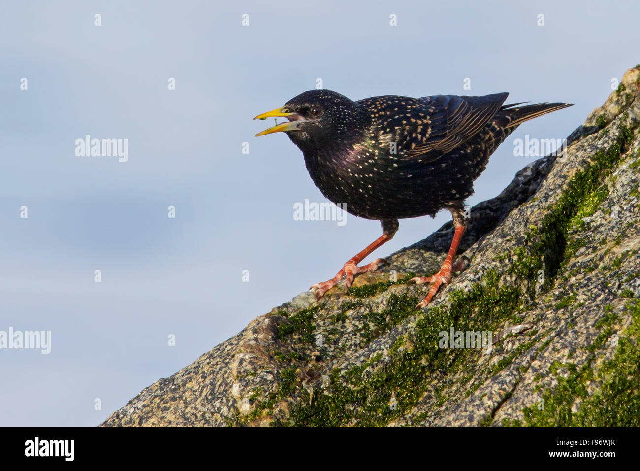 Unione Starling (Sturnus vulgaris) alimentazione lungo il litorale in Victoria, BC, Canada. Foto Stock