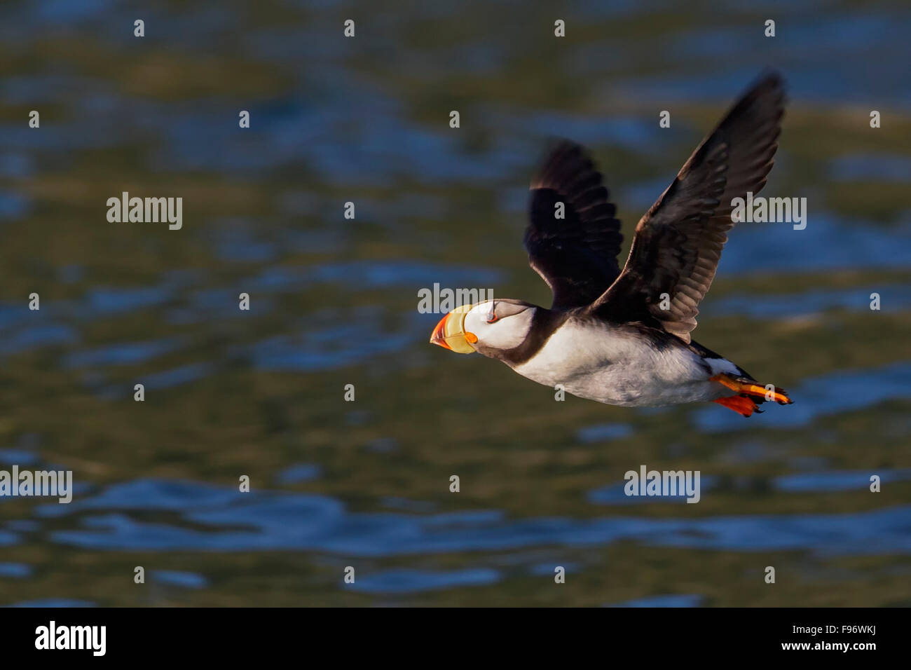 Cornuto Puffin (Fratercula corniculata) offshore del Seward, Alaska. Foto Stock