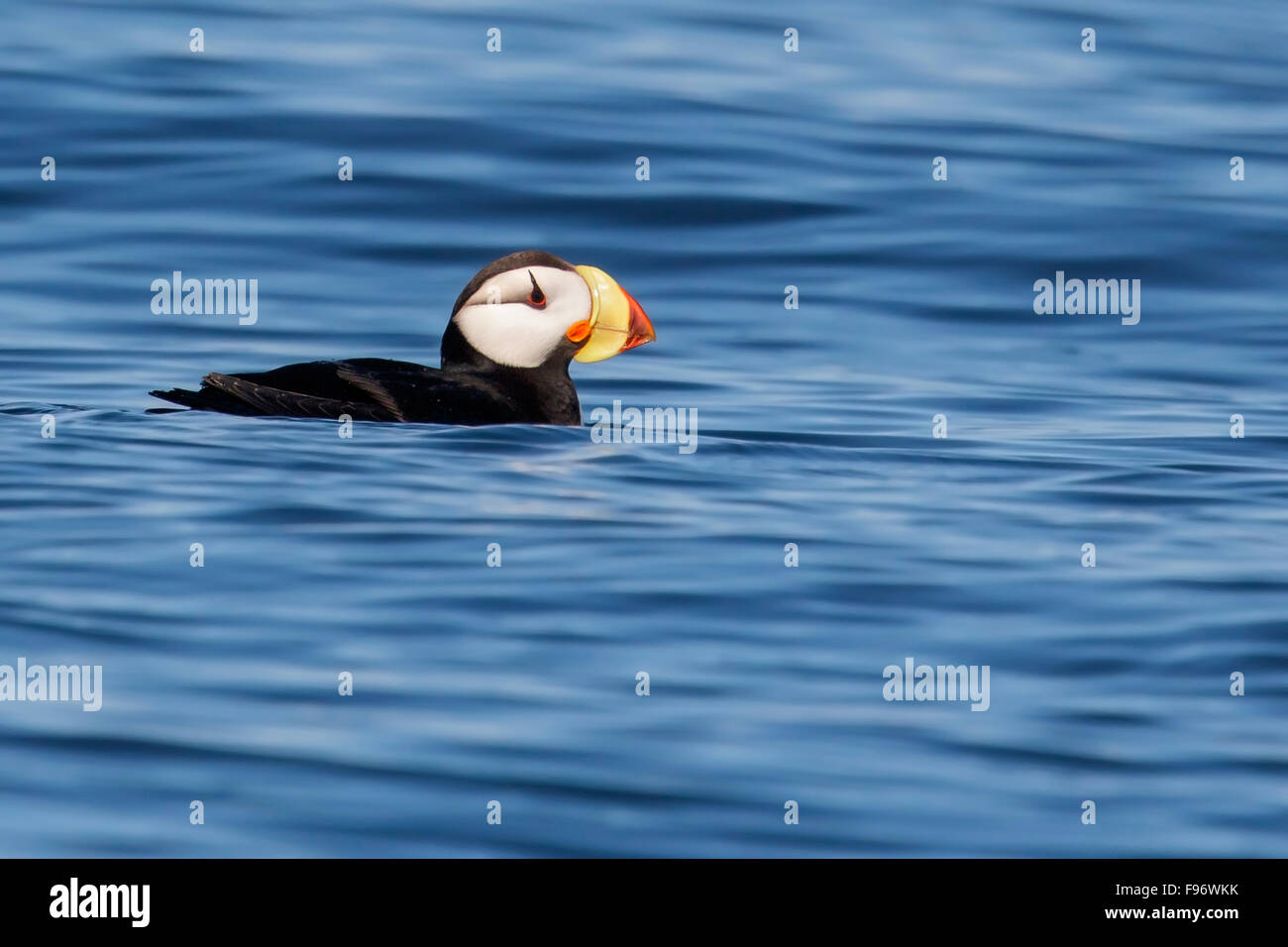 Cornuto Puffin (Fratercula corniculata) offshore del Seward, Alaska. Foto Stock