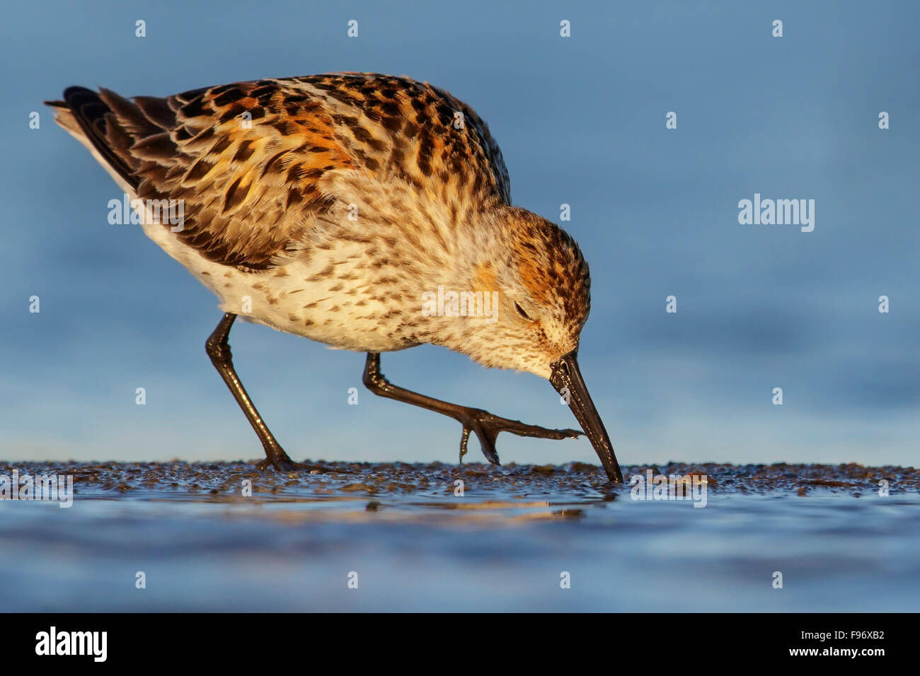 Western Sandpiper (Calidris mauri) alimentazione lungo un fiume nel nome, Alaska. Foto Stock