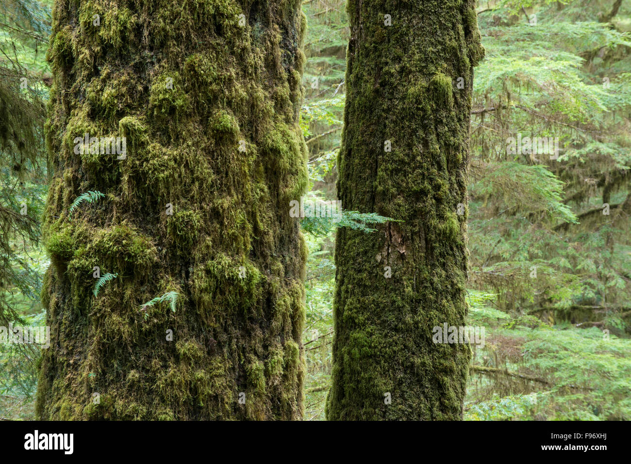 Sitka Abete (Picea sitchensis), il sentiero nella foresta pluviale, Pacific Rim National Park Riserva di Canada Vancouver Island, vicino a Tofino, Foto Stock