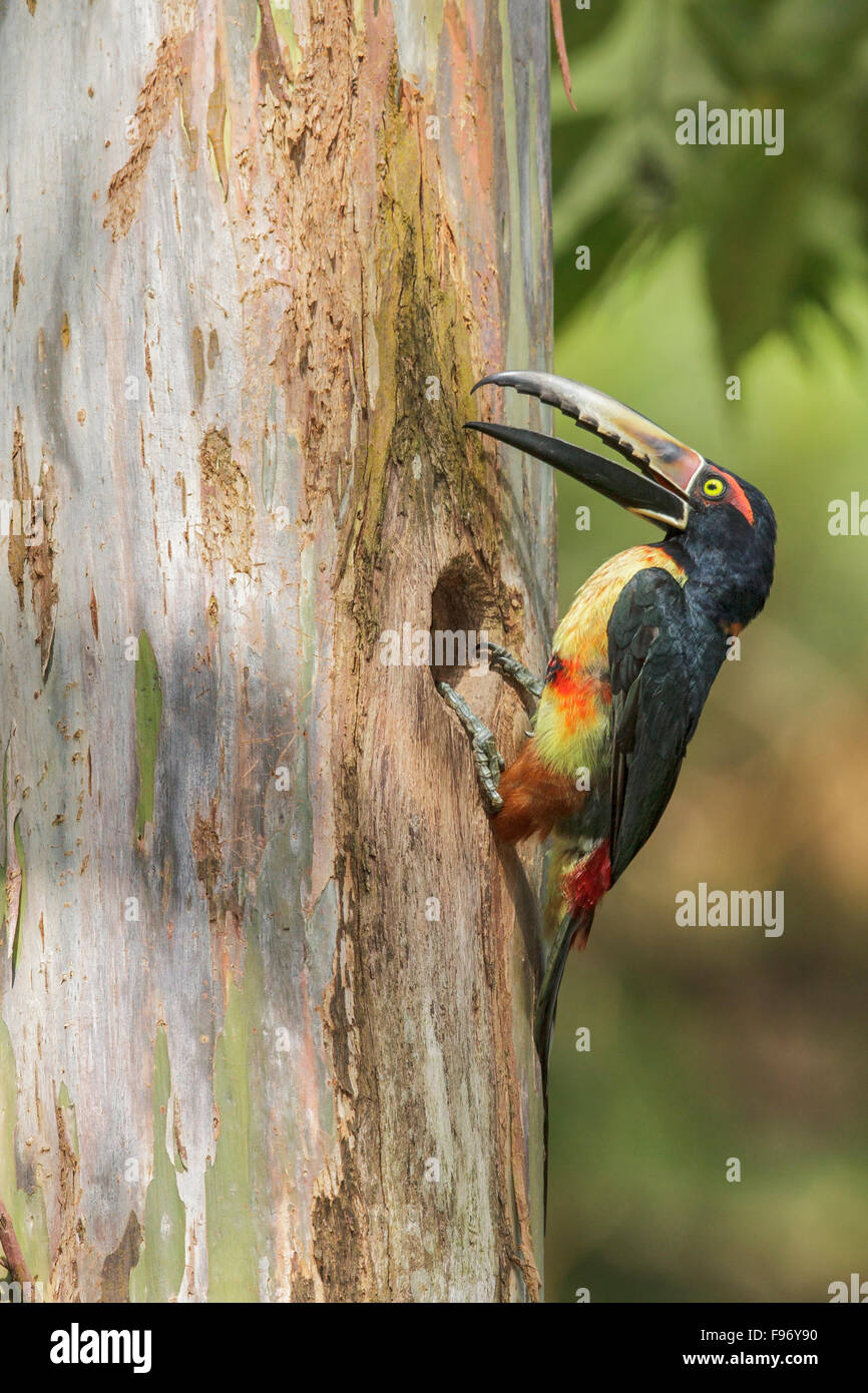 Aracari a collare (Pteroglossus torquatus) appollaiato su un ramo in Costa Rica. Foto Stock