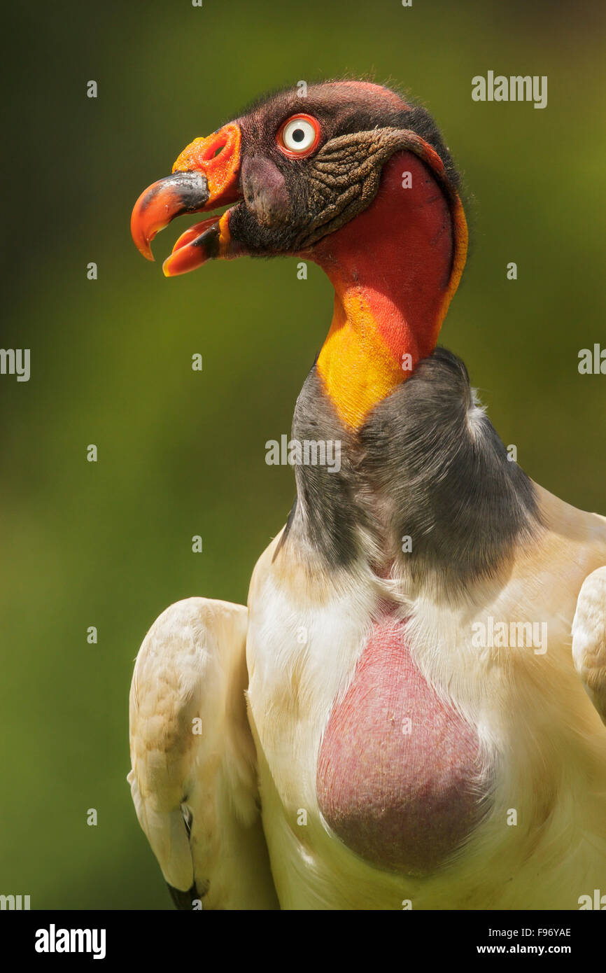 King Vulture (Sarcoramphus papa) appollaiato sul terreno in Costa Rica. Foto Stock