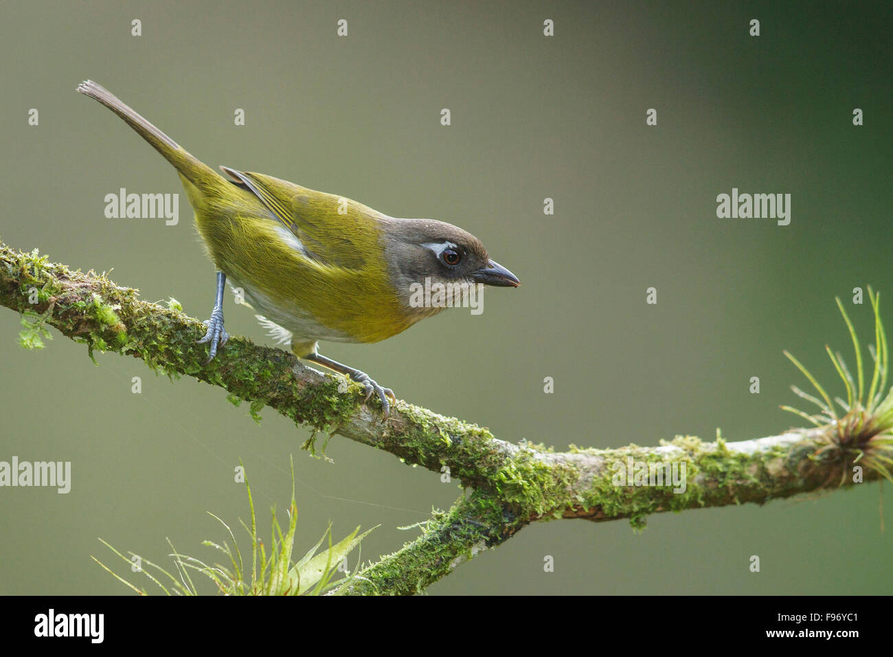 Comune (BushTanager Chlorospingus ophthalmicus) appollaiato su un ramo in Costa Rica. Foto Stock