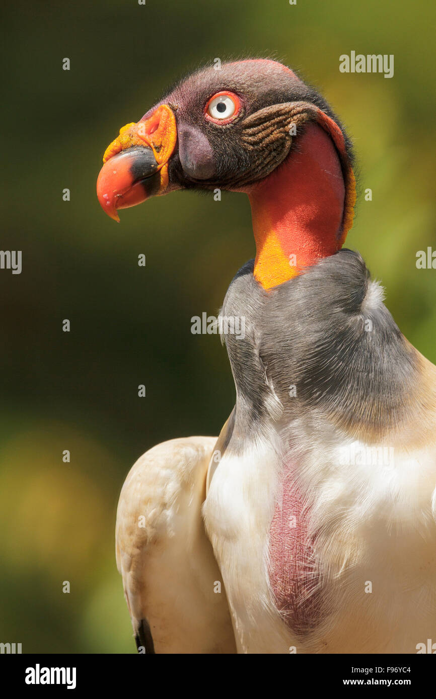 King Vulture (Sarcoramphus papa) appollaiato sul terreno in Costa Rica. Foto Stock