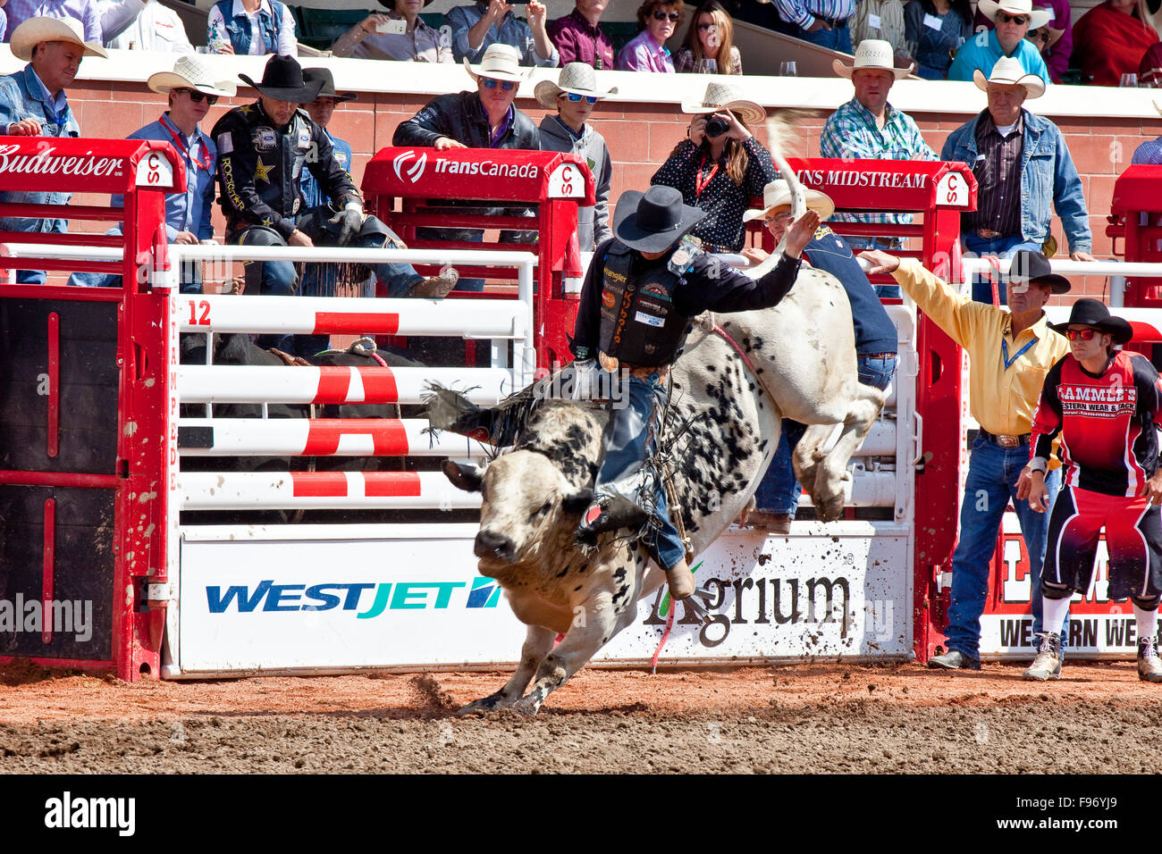 Rodeo, 2015 Calgary Stampede, Calgary, Alberta, Canada. Foto Stock