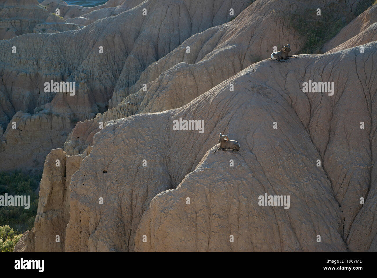 Rocky Mountain Bighorn Rams in appoggio sulle formazioni rocciose, (Ovus canadensis), introdotto nel 1964, Parco nazionale Badlands, Foto Stock