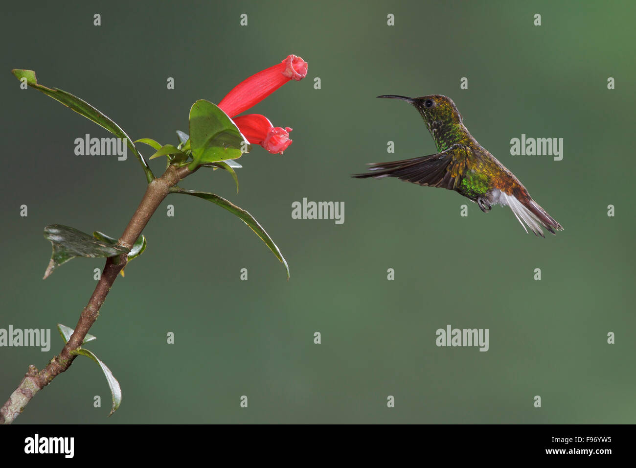 Copperyheaded Smeraldo (Elvira cupreiceps) battenti e alimentando ad un fiore nel cloud forest di Costa Rica, America centrale. Foto Stock