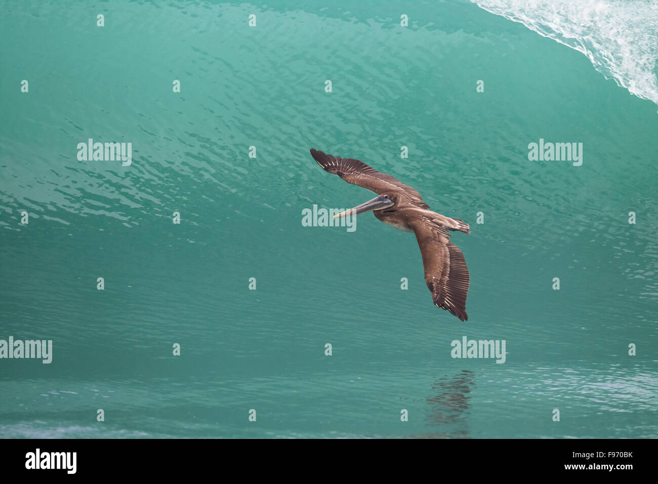 Brown pelican, Pelecanus occidentalis, Volo sopra il mare, osa peninsula, Costa Rica Foto Stock