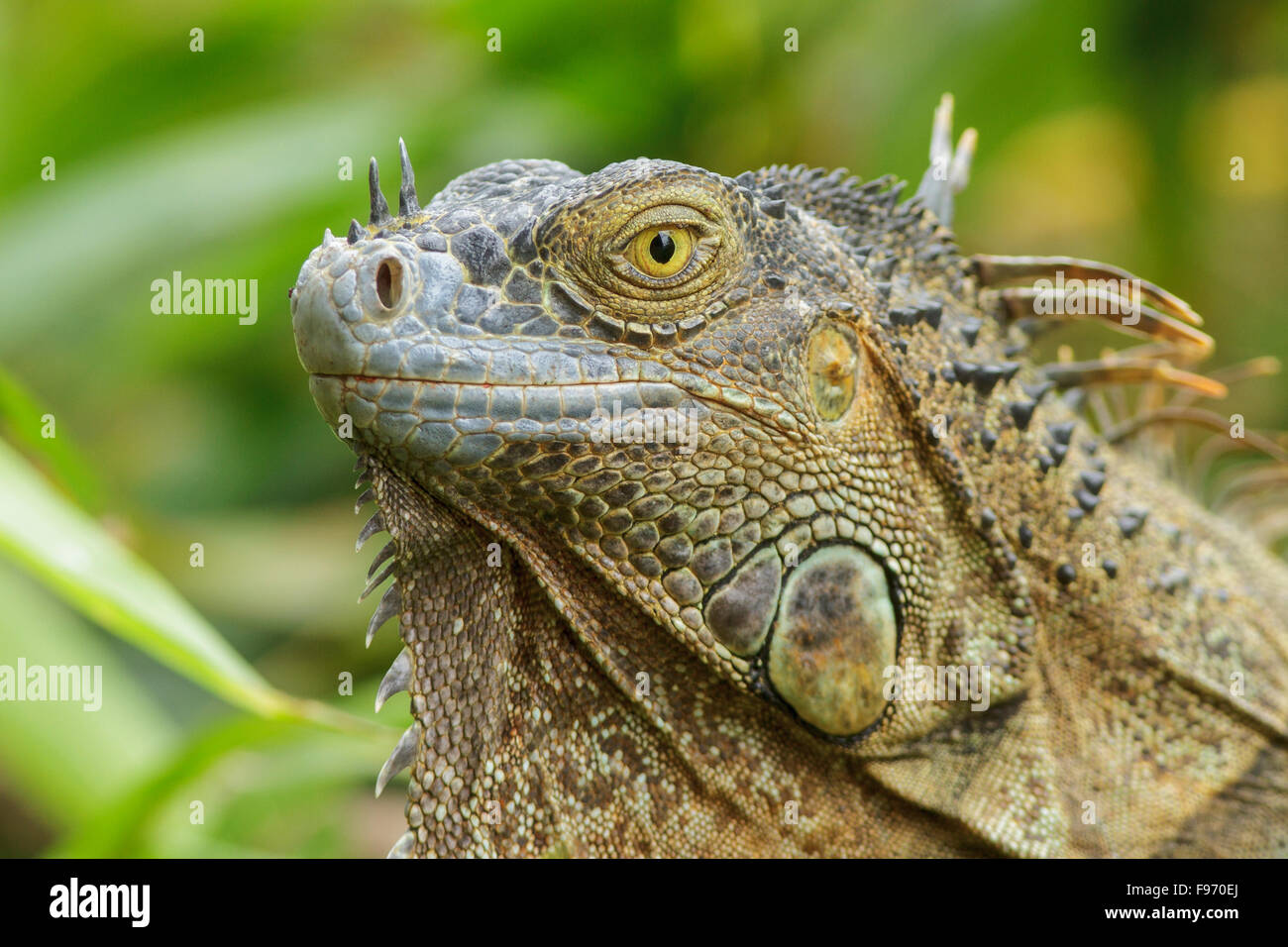 Iguana verde appollaiato su un ramo in Costa Rica. Foto Stock