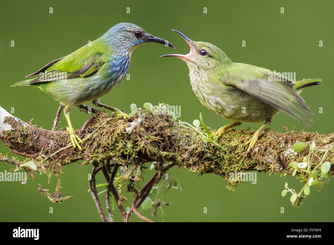 Shining Honeycreeper (Cyanerpes lucidus) appollaiato su un ramo in Costa Rica. Foto Stock